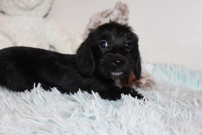 Wirehaired Female #2 SOLD