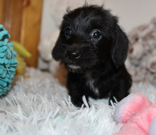 Wirehaired Female #2 SOLD