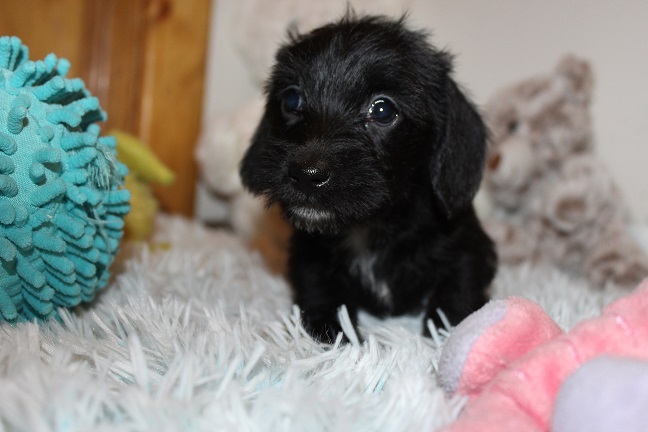 Wirehaired Female #2 SOLD