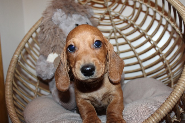 IMG_5302 ROSIE PUPPIES 5-31-2026 Smooth Male #5-SOLD