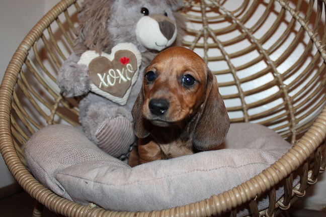 IMG_5319 rOSIE PUPPIES 5-31-2026 Smooth Female #2 – SOLD