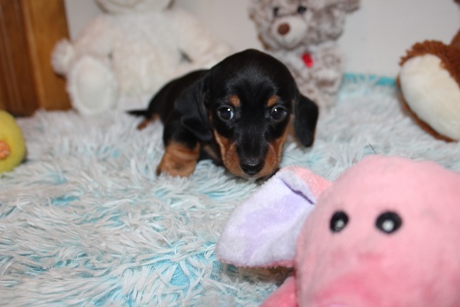 IMG_5330 GEMMA PUPPIES 5-31-2026 Smooth Male #1 SOLD