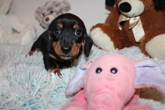 IMG_5342 GEMMA PUPPIES 5-31-2026 Smooth Male #1 SOLD
