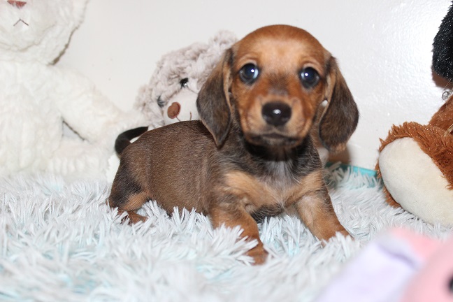 IMG_5411 REMI PUPPIES 5-31-2026 Smooth Male #4 SOLD