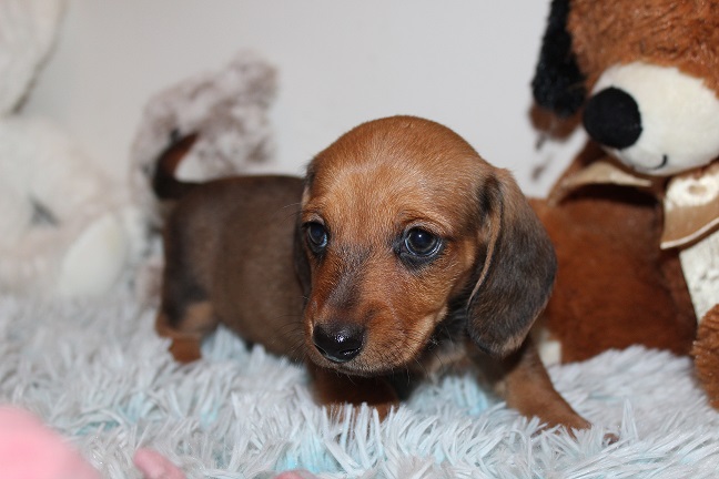 IMG_5412 REMI PUPPIES 5-31-2026 Smooth Male #4 SOLD