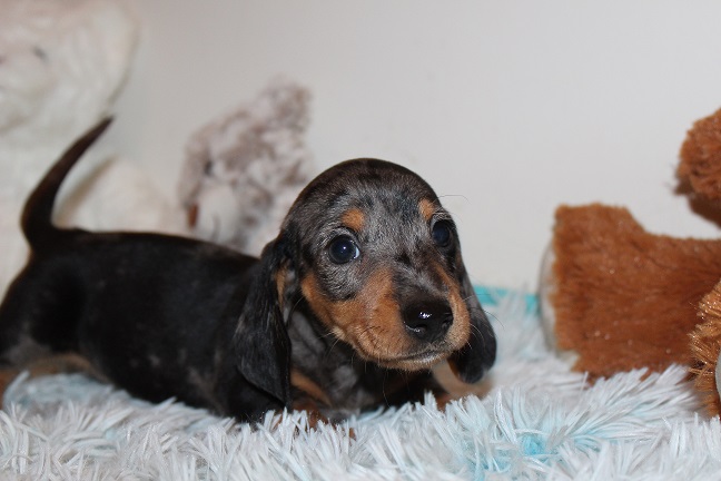 IMG_5434 REMI PUPPIES 5-31-2026 Smooth Female #1 SOLD
