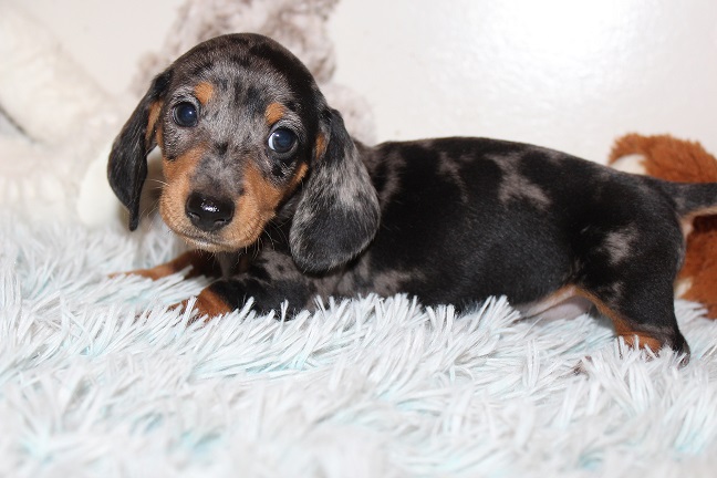 IMG_5443 REMI PUPPIES 5-31-2026 Smooth Female #1 SOLD
