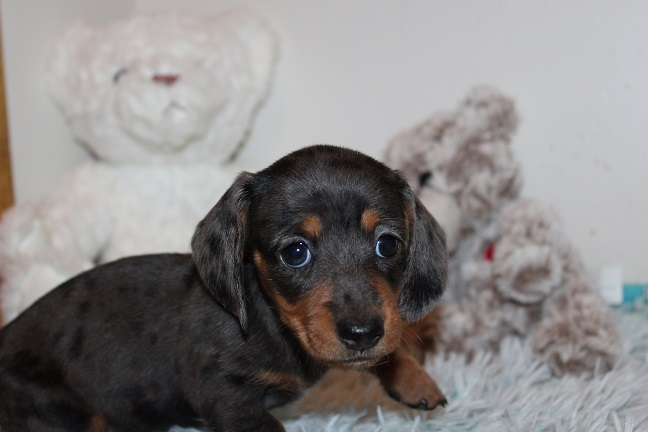 IMG_5446 REMI PUPPIES 5-31-2026 Smooth Female #2 SOLD