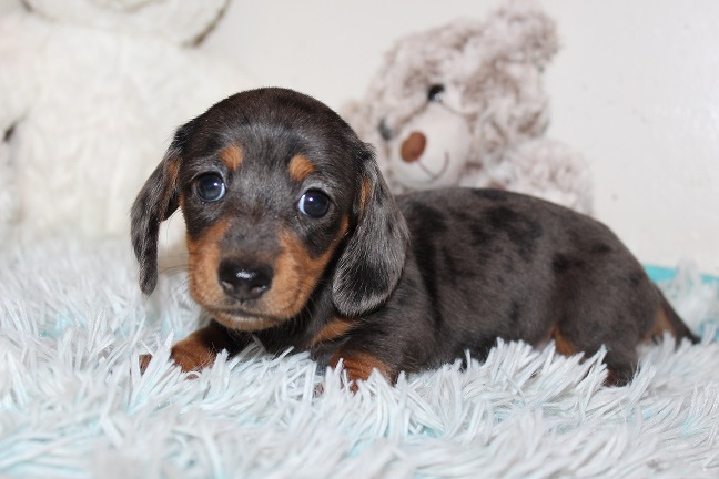 IMG_5451 REMI PUPPIES 5-31-2026 Smooth Female #2 SOLD