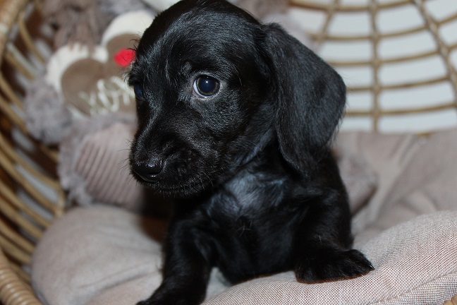 Wirehaired Male #1 SOLD