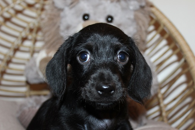 Wirehaired Male #1 SOLD