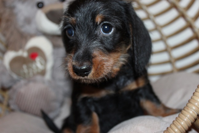 IMG_5475 HAZEL PUPPIES 6-3-2026 Wirehaired Male #2 SOLD