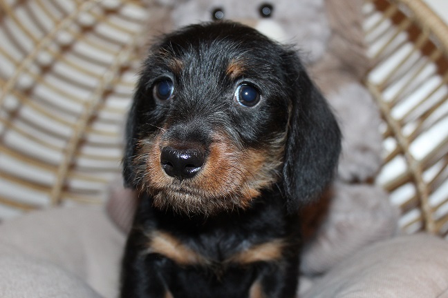 IMG_5480 HAZEL PUPPIES 6-3-2026 Wirehaired Male #2 SOLD