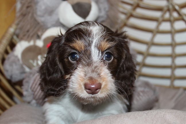 IMG_5486 HAZEL PUPPIES 6-3-2026 Longhair Female #1 SOLD