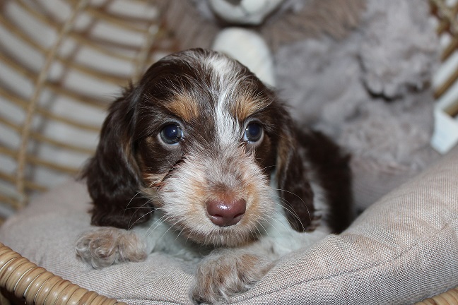 IMG_5487 HAZEL PUPPIES 6-3-2026 Longhair Female #1 SOLD