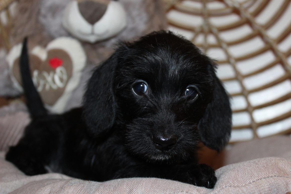 IMG_5493 HAZEL PUPPIES 6-3-2026 Wirehaired Female #2 SOLD
