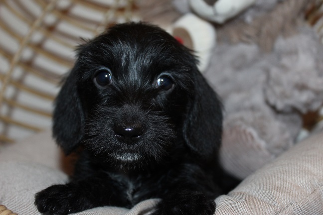 IMG_5498 HAZEL PUPPIES 6-3-2026 Wirehaired Female #2 SOLD