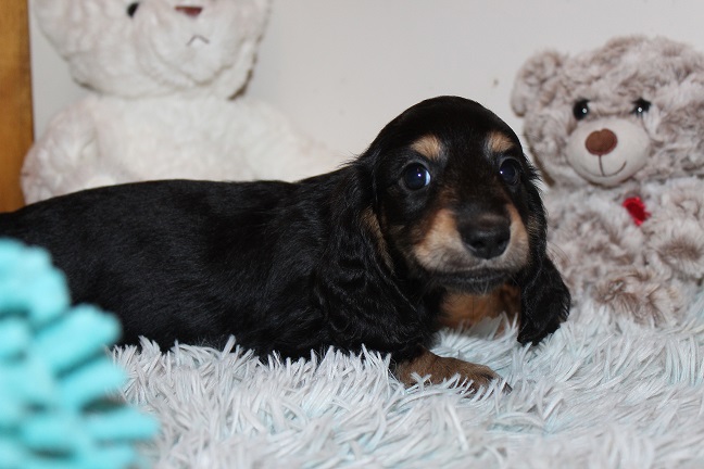 Male-SOLD