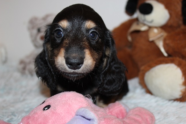 Male-SOLD