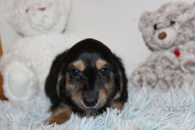 IMG_5545 SUNNY PUPPIES 6-3-2026 Female #4-SOLD
