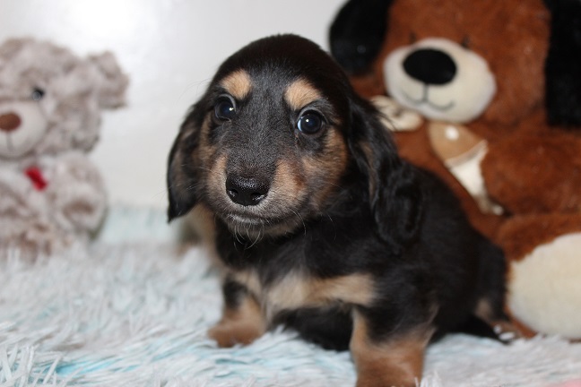 IMG_5550 SUNNY PUPPIES 6-3-2026 Female #4-SOLD
