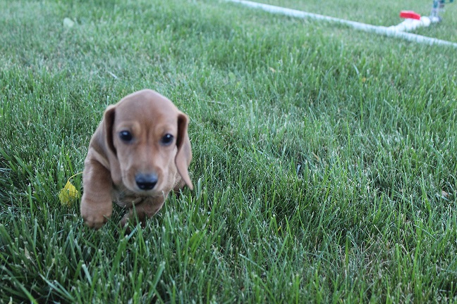 IMG_5567 ROSIE PUPPIES 6-7-2026 Smooth Male #5-SOLD