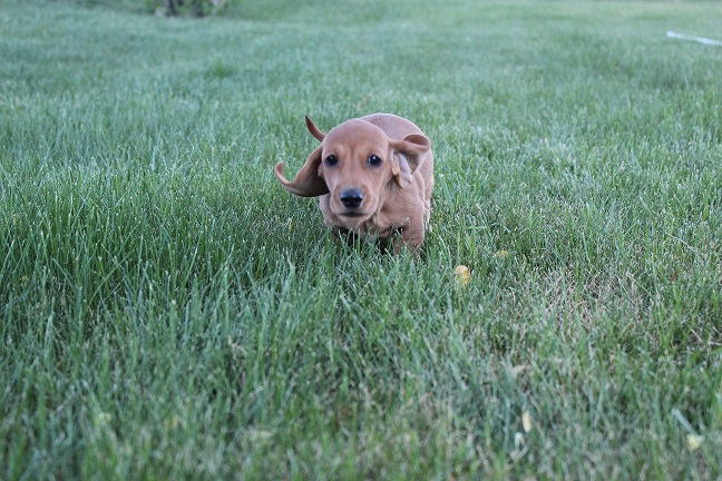 IMG_5570 ROSIE PUPPIES 6-7-2026 Smooth Male #5-SOLD