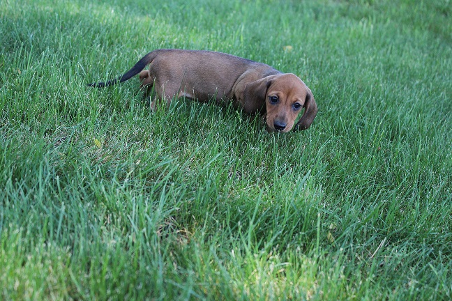 IMG_5687 ROSIE PUPPIES 6-7-2026 Smooth Female #2 – SOLD
