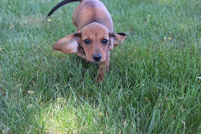 IMG_5713 ROSIE PUPPIES 6-7-2026 Smooth Female #2 – SOLD