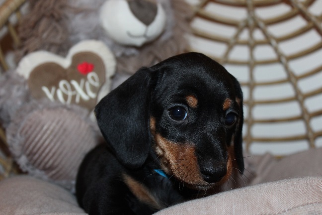 IMG_5772 GEMMA PUPPIES 6-7-2026 Smooth Male #1 SOLD