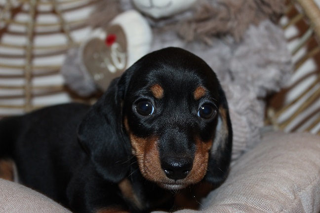 IMG_5777 GEMMA PUPPIES 6-7-2026 Smooth Male #1 SOLD