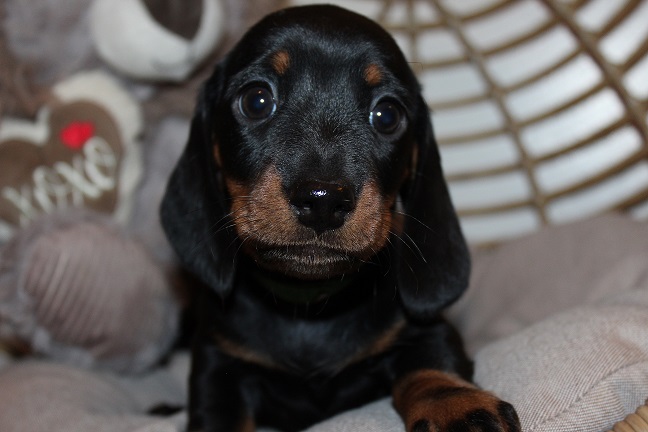 IMG_5780 GEMMA PUPPIES 6-7-2026 Smooth Male #2 SOLD