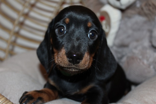 IMG_5782 GEMMA PUPPIES 6-7-2026 Smooth Male #2 SOLD