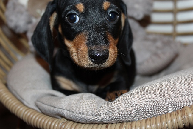 IMG_5796 REMI PUPPIES 6-7-2026 Smooth Male #1 SOLD