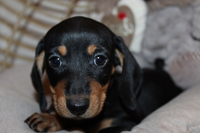 IMG_5801 REMI PUPPIES 6-7-2026 Smooth Male #1 SOLD