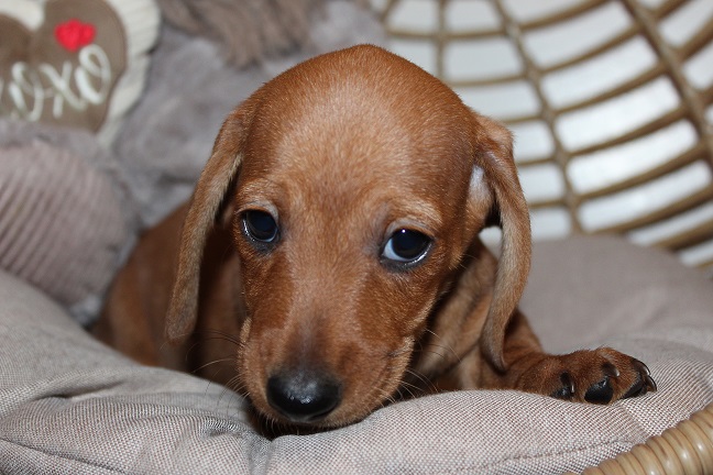 IMG_5803 REMI PUPPIES 6-7-2026 Smooth Male #2 SOLD