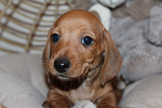 IMG_5809 REMI PUPPIES 6-7-2026 Smooth Male #2 SOLD