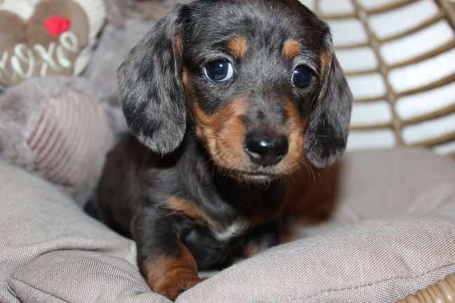 IMG_5855 REMI PUPPIES 6-7-2026 Smooth Female #2 SOLD