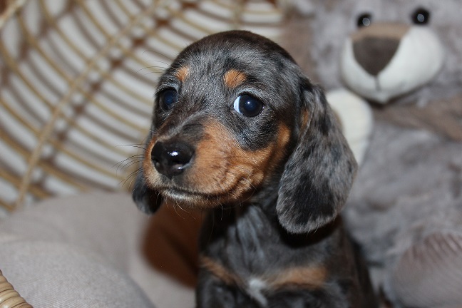 IMG_5861 REMI PUPPPIES 6-7-2026 Smooth Female #2 SOLD