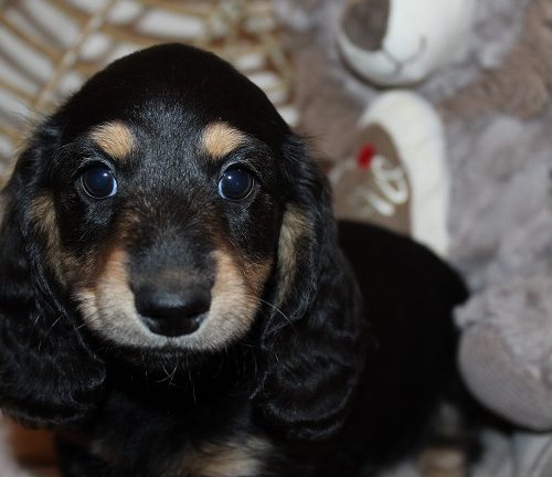 Male-SOLD