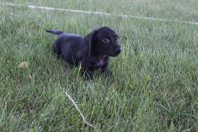 Wirehaired Male #1 SOLD
