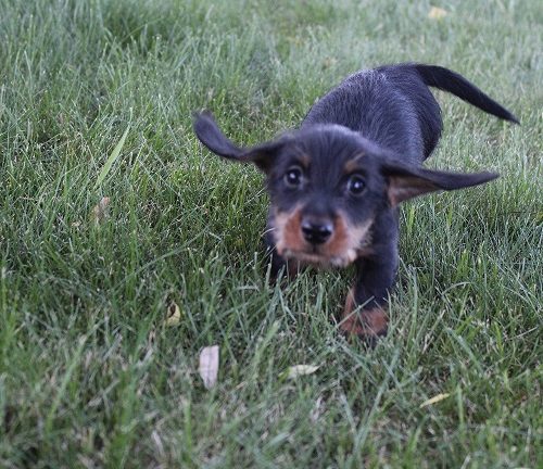 Wirehaired Male #2 SOLD