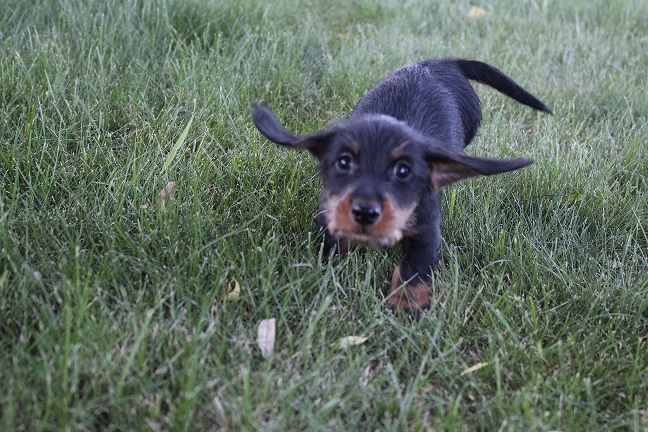 IMG_5969 HAZEL PUPPIES 6-10-2026 Wirehaired Male #2 SOLD