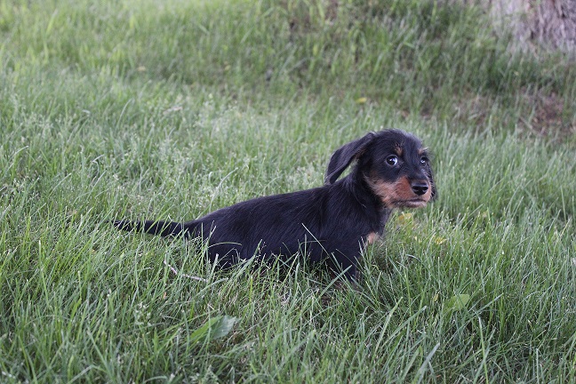 IMG_5974 HAZEL PUPPIES 6-10-2026 Wirehaired Male #2 SOLD