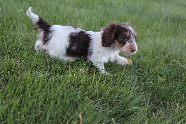 IMG_5978 HAZEL PUPPIES 6-10-2026 Longhair Female #1 SOLD