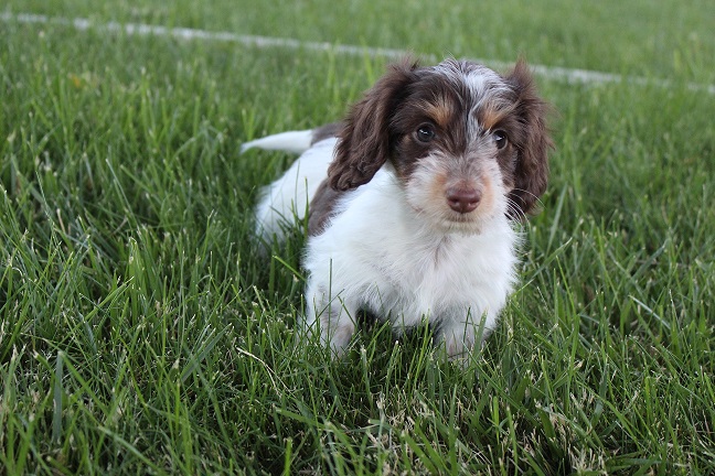 IMG_5997 HAZEL PUPPIES 6-10-2026 Longhair Female #1 SOLD