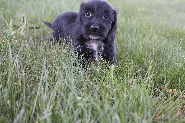 IMG_6016 HAZEL PUPPIES 6-10-2026 Wirehaired Female #2 SOLD