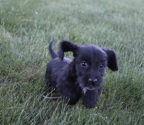 Wirehaired Female #2 SOLD