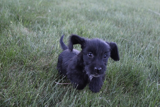 IMG_6020 HAZEL PUPPIES 6-10-2026 Wirehaired Female #2 SOLD
