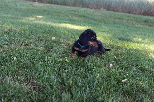IMG_6087 GEMMA PUPPIES 6-14-2026 Smooth Male #1 SOLD